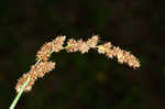 Cypressknee sedge